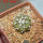 COPIAPOA columna - alba GCG 15329b, f. white spines ex Gerardo Snicer, 5 cm pot, seedling