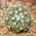 COPIAPOA columna - alba GCG 15329b, f. white spines ex Gerardo Snicer, 5 cm pot, seedling
