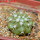 COPIAPOA columna - alba GCG 15329b, f. white spines ex Gerardo Snicer, 5 cm pot, seedling