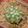 COPIAPOA columna - alba GCG 15329b, f. white spines ex Gerardo Snicer, 5 cm pot, seedling