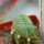 LOPHOPHORA alberto-vojtechii f. cristata, 6 cm pot, grafted