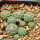 STROMBOCACTUS esperanzae var. nova SN 2014.0201, 7,5 cm pot, 10 pcs., SEEDLINGS
