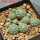 STROMBOCACTUS esperanzae var. nova SN 2014.0201, 7,5 cm pot, 10 pcs., SEEDLINGS
