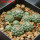 STROMBOCACTUS esperanzae var. nova SN 2014.0201, 7,5 cm pot, 10 pcs., SEEDLINGS