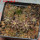 UEBELMANNIA buiningii f. green RNK 55, 6,5 cm pot, 4 pcs. SEEDLINGS