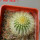 UEBELMANNIA pectinifera var. eriocactoides RNK 100, 10km N of Curimataí, Mg., 5 cm pot, SEEDLING