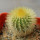 UEBELMANNIA pectinifera var. eriocactoides RNK 100, 10km N of Curimataí, Mg., 5 cm pot, SEEDLING