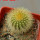 UEBELMANNIA pectinifera var. eriocactoides RNK 100, 10km N of Curimataí, Mg., 5 cm pot, SEEDLING
