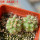COPIAPOA andina armata II. GCG 20000, E of Punta Colorada, 2 pcs. SEEDLINGS