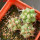 COPIAPOA andina armata II. GCG 20000, E of Punta Colorada, 3 pcs. SEEDLINGS
