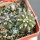 UEBELMANNIA buiningii f. green RNK 55, 5 cm pot, 3 pcs., SEEDLINGS