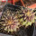 UEBELMANNIA buiningii RNK 52, 6,5 cm pot, 2 pcs. SEEDLINGS