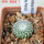 UEBELMANNIA gummifera RNK 25/2023 (HU 282, type), 5 cm pot, SEEDLING