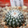 UEBELMANNIA meninensis f. rubra RNK 22/2023, 5 cm pot, SEEDLING