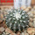 UEBELMANNIA meninensis f. rubra RNK 22/2023, 5 cm pot, SEEDLING