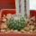 UEBELMANNIA meninensis HU 108, Pedra Menina, 5 cm pot, SEEDLING