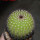 UEBELMANNIA pectinifera aff. f. nova RNK 105, Serra do Espinhaco, 8 cm pot, SEEDLING