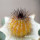 UEBELMANNIA pectinifera var. inhaiensis n.n. RNK 11 f. Aurea, illustrative photo