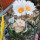 ARIOCARPUS bravoanus VM 288, f. white flower, F3 gener., SEEDLING