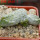 PSEUDOLITHOS caput-viperae, pot 6 cm, rooted offset