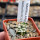 MAMMILLARIA bertholdii GCG 10006, 5 cm pot, 2 pcs. SEEDLINGS