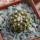 COPIAPOA columna - alba GCG 15329b, f. white spines ex Gerardo Snicer, seedling
