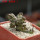 PSEUDOLITHOS dodsonianus, 5 cm pot, own roots, rooted offset