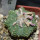 AZTEKIUM ritteri f. rotundum GCG 10005, El Barreal, 5 cm pot, 2,3 cm SEEDLING