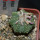 AZTEKIUM ritteri f. rotundum GCG 10005, El Barreal, 5 cm pot, 2,3 cm SEEDLING