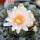 ARIOCARPUS bravoanus VM 288, f. white flower, F3 gener., pot 8 cm, SEEDLING