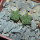AZTEKIUM valdezii GCG 10893, own roots, 5 cm pot, 2 pcs. SEEDLINGS