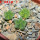 AZTEKIUM valdezii GCG 10893, own roots, 5 cm pot, 3 pcs. SEEDLINGS
