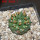 EUPHORBIA gymnocalycioides, 6,5 cm pot, own roots, rooted offset