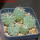 STROMBOCACTUS corregidorae VM 974, 6,5 cm pot, 5 pcs., SEEDLINGS