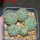 STROMBOCACTUS corregidorae VM 974, 6,5 cm pot, 5 pcs., SEEDLINGS