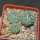 STROMBOCACTUS corregidorae VM 974, 6 cm pot, 3 pcs., SEEDLINGS