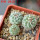 STROMBOCACTUS corregidorae VM 974, 6 cm pot, 3 pcs., SEEDLINGS