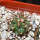 COPIAPOA andina armata II. GCG 20000, E of Punta Colorada,  5 cm pot, SEEDLING