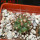 COPIAPOA andina armata II. GCG 20000, E of Punta Colorada,  5 cm pot, SEEDLING
