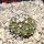 COPIAPOA columna - alba GCG 15329b, f. white spines ex Gerardo Snicer, 6,5 cm pot, seedling