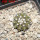 COPIAPOA columna - alba GCG 15329b, f. white spines ex Gerardo Snicer, 6,5 cm pot, seedling