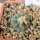 AZTEKIUM ritteri, 2 cm, 5 cm pot, SEEDLING