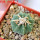 AZTEKIUM ritteri, 2,5 cm, 5 cm pot, SEEDLING