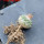 STROMBOCACTUS esperanzae var. nova long spines, SN 2014.0201, 5 cm pot, 2,2 cm SEEDLING