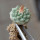 STROMBOCACTUS esperanzae var. nova long spines, SN 2014.0201, 5 cm pot, 2,4 cm SEEDLING