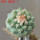STROMBOCACTUS esperanzae var. nova long spines, SN 2014.0201, 5 cm pot, 2,2 cm SEEDLING