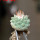 STROMBOCACTUS esperanzae var. nova long spines, SN 2014.0201, 5 cm pot, 2,4 cm SEEDLING