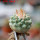 STROMBOCACTUS esperanzae var. nova long spines, SN 2014.0201, 5 cm pot, 2,4 cm SEEDLING