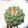 STROMBOCACTUS esperanzae var. nova long spines, SN 2014.0201, 5 cm pot, 2,4 cm SEEDLING