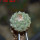 STROMBOCACTUS esperanzae var. nova long spines, SN 2014.0201, 5 cm pot, 2,2 cm SEEDLING
